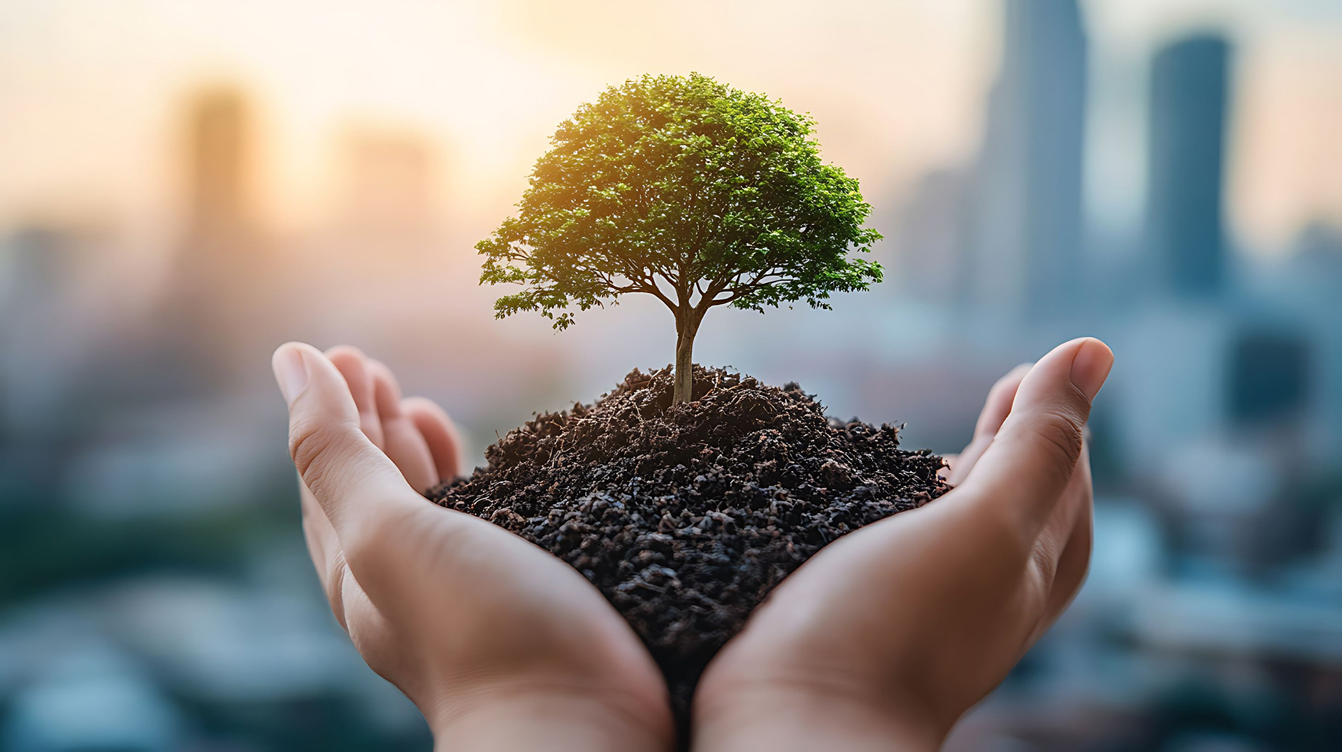 Hands cupping a small tree